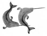 Playful Narwhals