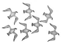 The Terns are Back!
