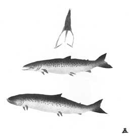 Kakivak (Fish Spear)