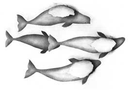 Whales Surface for Air