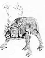 Caribou