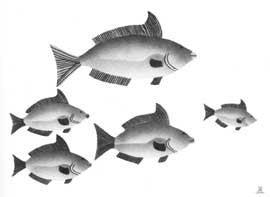 Fish From Greenland