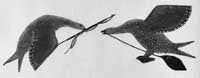 The Hunter Birds