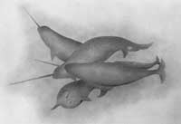 Migration of Narwhales
