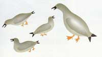 Family Gathering of Birds