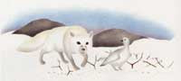 Tracked by a Fox