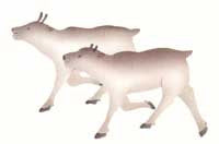 Galloping Caribou