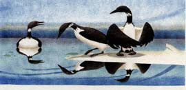 Early Summer Loons