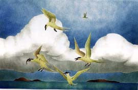 Arctic Terns