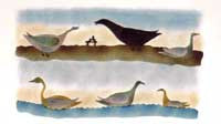 Birds of the Land and Sea