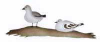 Attentive Birds