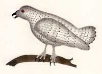 Arctic Bird of Prey