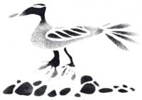 An Elder Duck Among the Stones