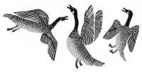 Geese Usually Fight During the Nesting Season