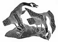 Male and Female Canada Geese