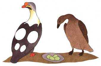 Eider Ducks Returning to their Nest