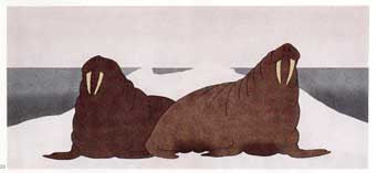 On an Ice Floe in the Calm Sea Walruses Listen Before Basking in the S