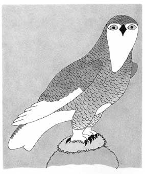 An Owl Carefully Searching for What it Wants