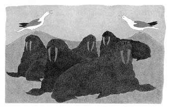 Awakened by the Seagulls, the Walruses Look for Trouble