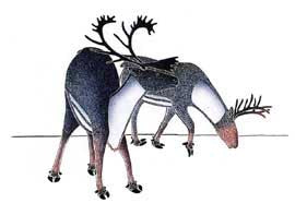 Caribou at Dawn