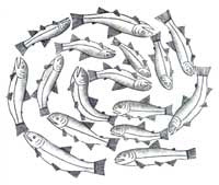 Spiral of Fish