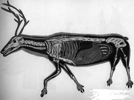 The Skeletoned Caribou