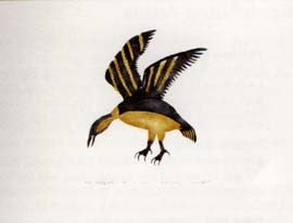 Kiviup Nahaujaqmiuta (Hovering Bird)