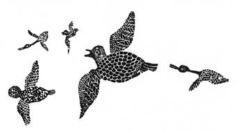 Birds: Seagull, Snow Bunting, Ducks, Owl